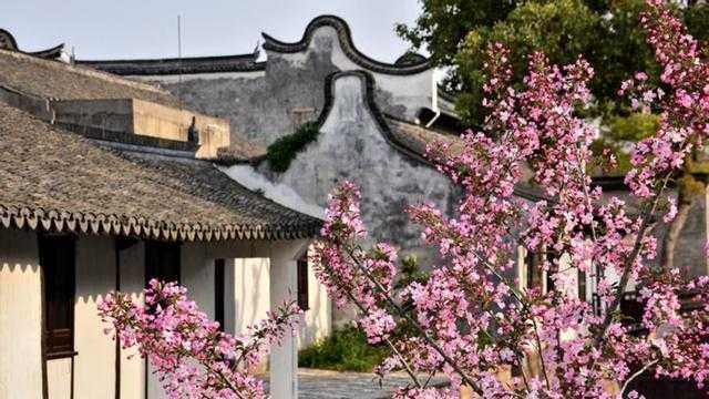 【深度解读】新场桃花节如何以“桃文化”为纽带激活全域文旅消费新动能