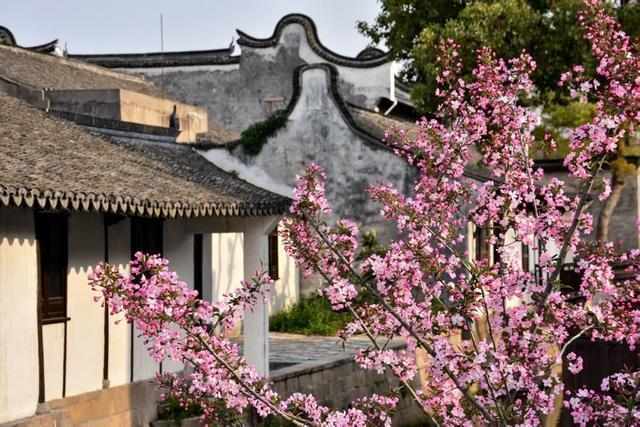  【深度解读】新场桃花节如何以“桃文化”为纽带激活全域文旅消费新动能 文化旅游